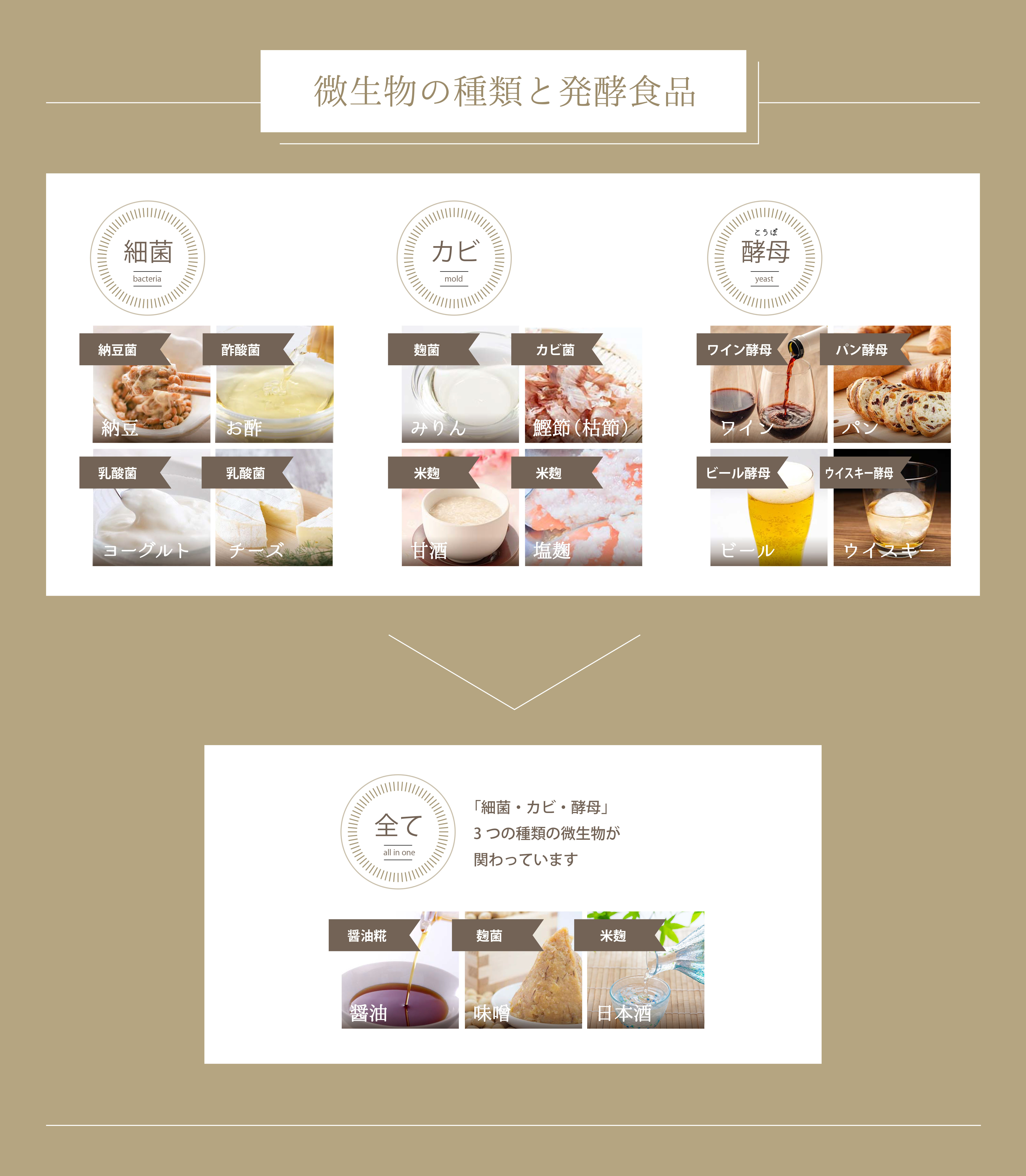 微生物の種類と発酵食品