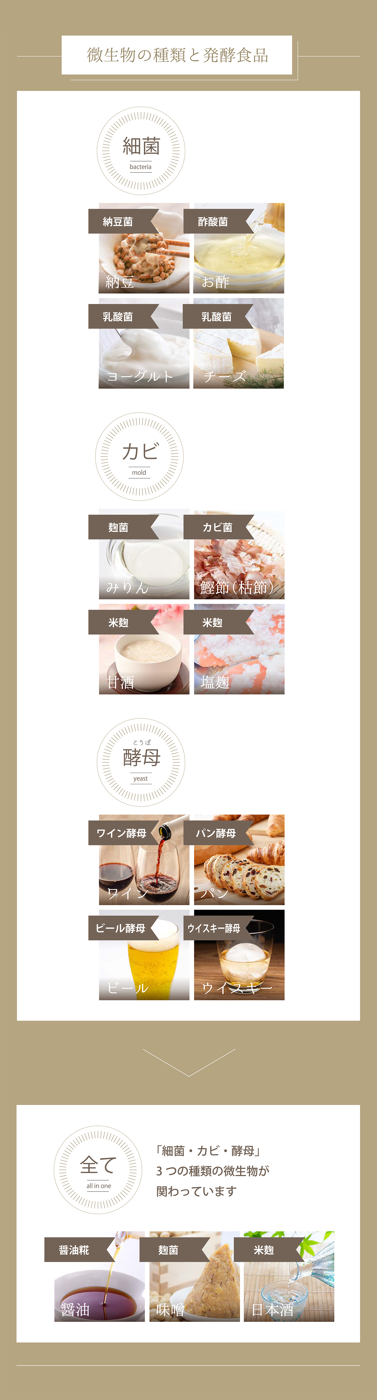微生物の種類と発酵食品